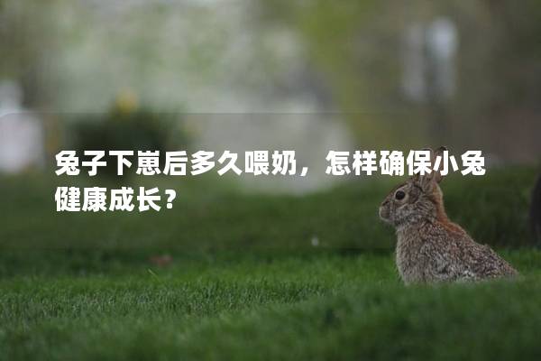 兔子下崽后多久喂奶，怎樣確保小兔健康成長？